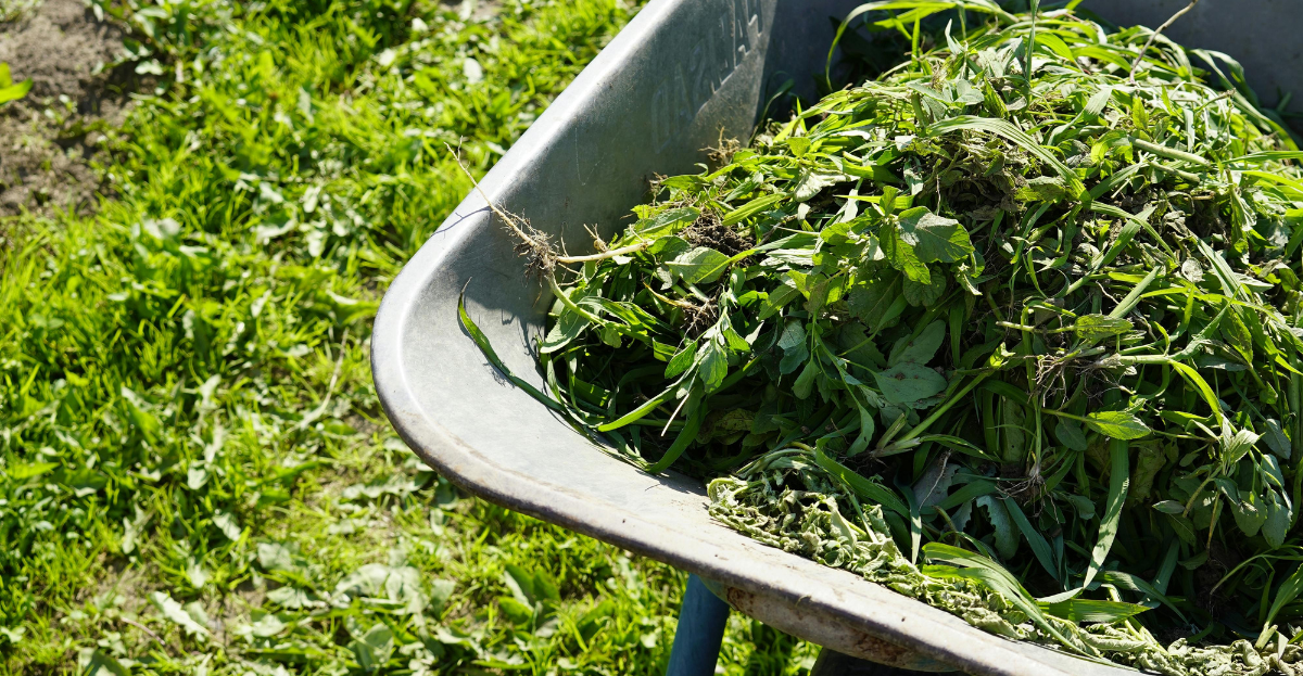 Clearing weeds